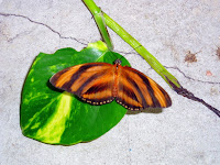Banded Orange Butterfly