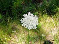 Crazy Soft Flower