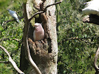 Pink Cockatoo. Melbourne Zoo.