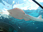 I loved how the marine animals would rest on top of the glass :) Sydney Aquarium
