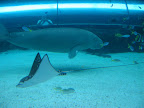 Dugon (like a manatee), stingray, and fishies at the Sydney Aquarium.