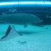 Sydney Aquarium and a Lazy Day