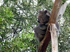 What was so awesome is that the koalas were still active when we first arrived. Ballarat Wildlife Park.