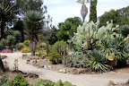 We finally timed it right this year and quite a few of the cacti were blooming. It's not a like a rose garden--it's more subtle but so lovely.