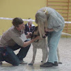mastiff2.jpg