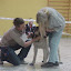 mastiff2.jpg