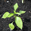 Red Pepper