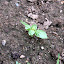 Basil