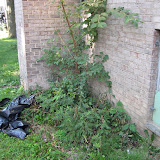 The plant that looks like a tree is actually an invasive vine.