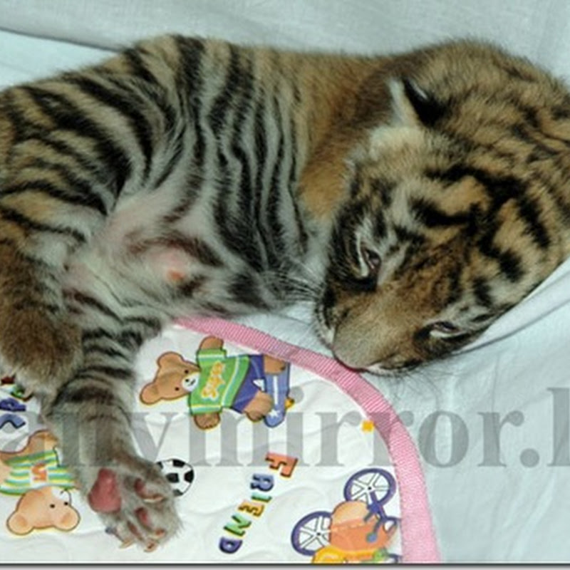 Baby Tiger - Dehiwala zoo