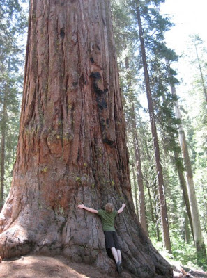 Local Tree Hugger Local Theoretical Physics Buff