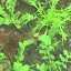 Arugula