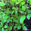 Cinnamon Basil