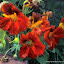Red Nasturium Jewel Seeds