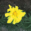 marigolds