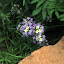 Purple Carpet Alyssum
