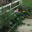 TropicanaRoses's Backdoor Garden garden