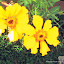 Tall Marigolds Seeds