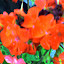 Geraniums