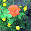 Tropicana Rose bush