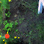 TropicanaRoses's Rose Garden garden