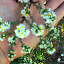 Heath Aster (wild aster)