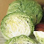 Cabbage Earliana Seeds
