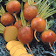 Golden Beets Seeds
