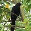 Asian Koel
