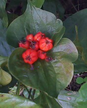 Spotting Image 1