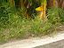 how about this one?  hint: it's a snake