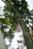 They tie orchids directly to tree trunks