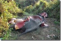 elephant killed 
