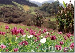 poppy_cultivation
