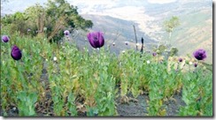 Poppy cultivation manipur