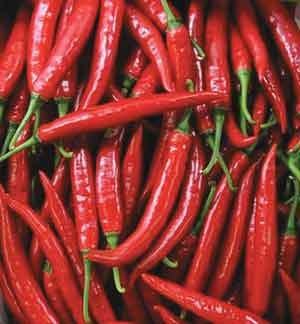 [chillies1[3].jpg]