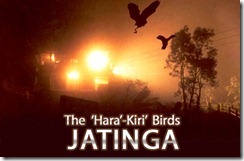 jatinga assam birds