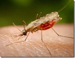 malaria-mosquito