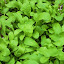 Roquette, des Jardins Seeds