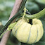Squash, Winter, Sweet Dumpling   Seeds