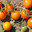 Tomato, Cherry, Sweet Orange Cherry