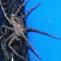 Wolf Spider