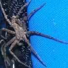 Wolf Spider