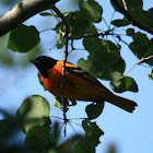Baltimore Oriole