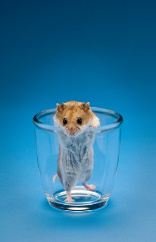 [Glass of Hamster[5].jpg]