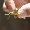 Grasshopper