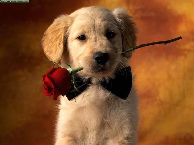 [Puppy Love (Large)[3].jpg]