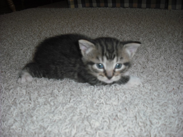 [Saint Pat. Kitty 020[3].jpg]