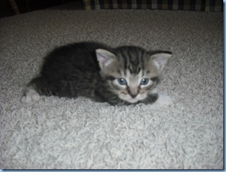 Saint Pat. Kitty 020