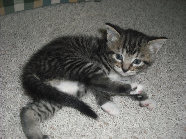 [Saint Pat. Kitty 034[3].jpg]